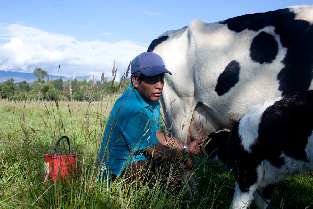 shaman milk a cow